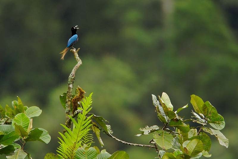 Яркие краски тропического рая - ФОТОСЕССИЯ