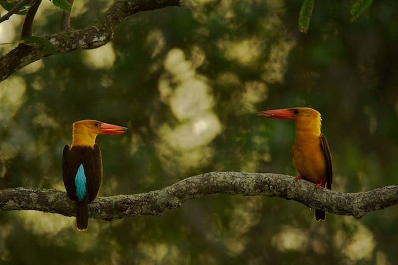Яркие краски тропического рая - ФОТОСЕССИЯ