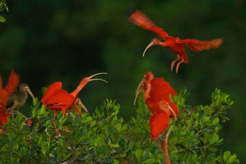 Яркие краски тропического рая - ФОТОСЕССИЯ