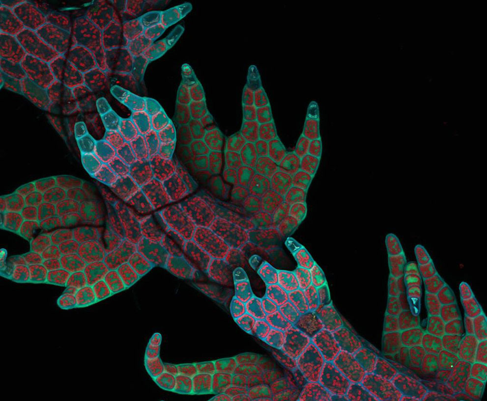 Неизведанный мир: конкурс микрофотографии Nikon Small World 2011 - ФОТОСЕССИЯ