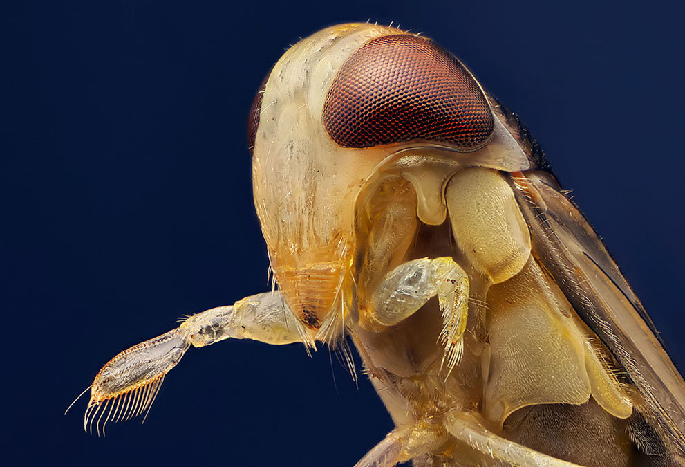Неизведанный мир: конкурс микрофотографии Nikon Small World 2011 - ФОТОСЕССИЯ