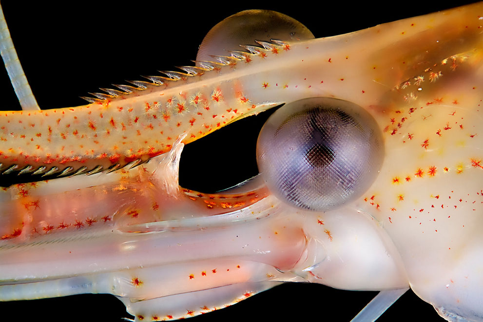 Неизведанный мир: конкурс микрофотографии Nikon Small World 2011 - ФОТОСЕССИЯ
