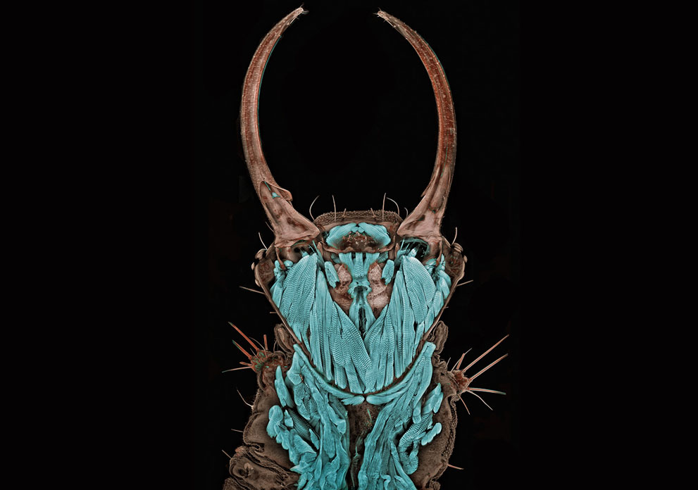 Неизведанный мир: конкурс микрофотографии Nikon Small World 2011 - ФОТОСЕССИЯ