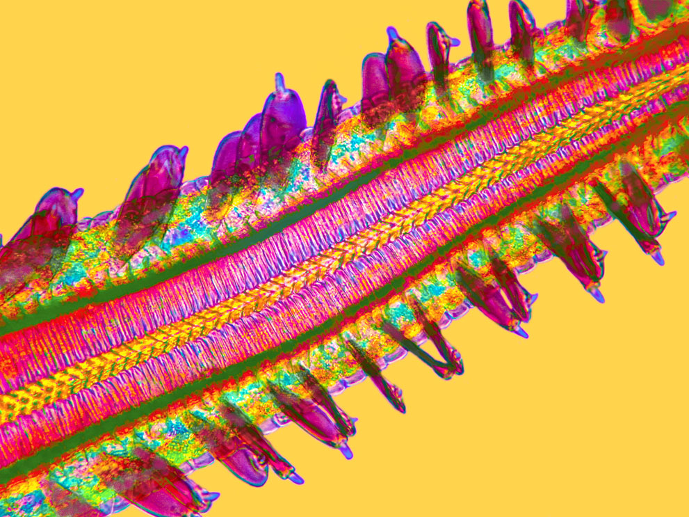 Неизведанный мир: конкурс микрофотографии Nikon Small World 2011 - ФОТОСЕССИЯ