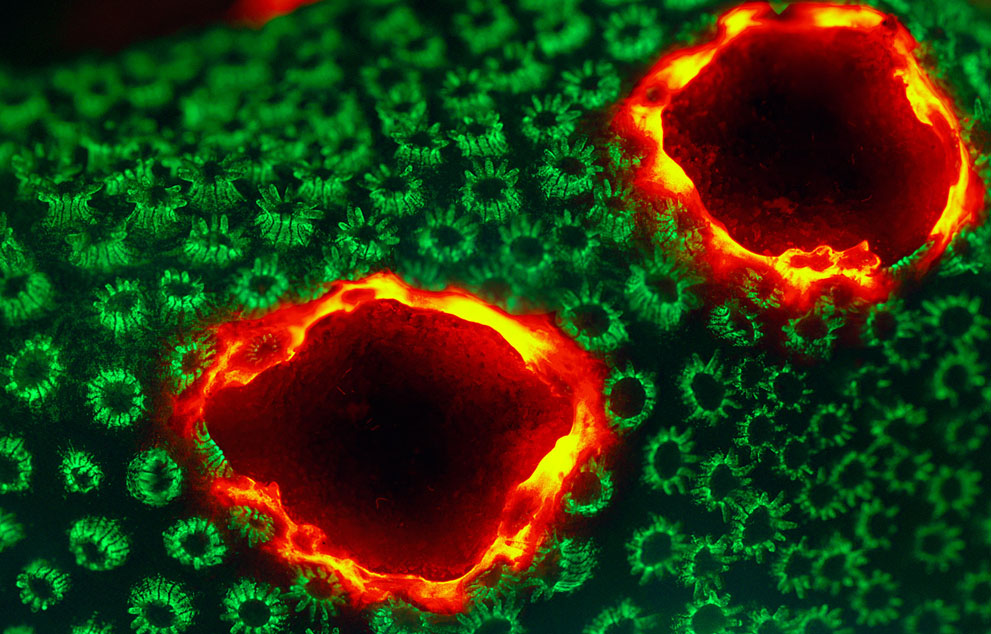 Неизведанный мир: конкурс микрофотографии Nikon Small World 2011 - ФОТОСЕССИЯ