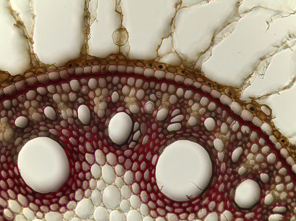 Неизведанный мир: конкурс микрофотографии Nikon Small World 2011 - ФОТОСЕССИЯ