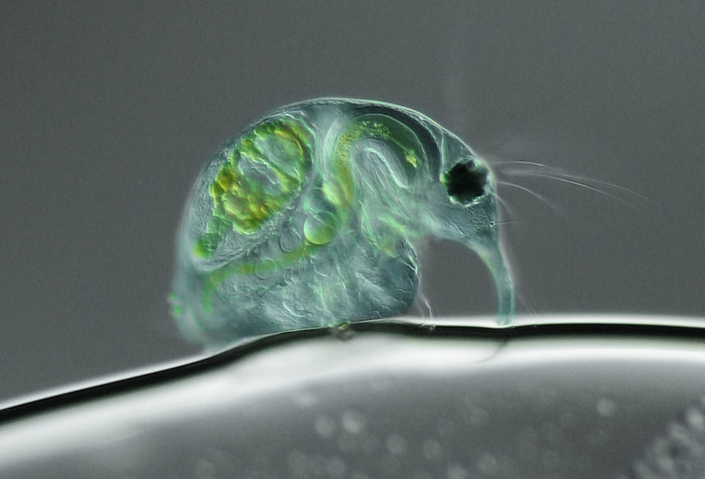 Неизведанный мир: конкурс микрофотографии Nikon Small World 2011 - ФОТОСЕССИЯ