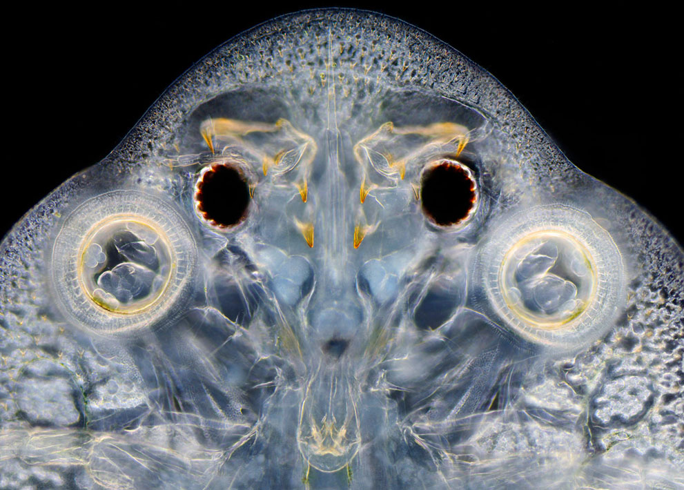 Неизведанный мир: конкурс микрофотографии Nikon Small World 2011 - ФОТОСЕССИЯ