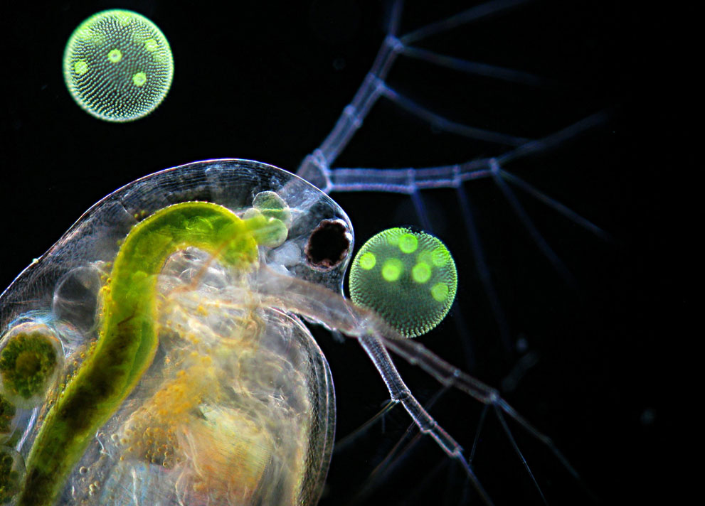 Неизведанный мир: конкурс микрофотографии Nikon Small World 2011 - ФОТОСЕССИЯ
