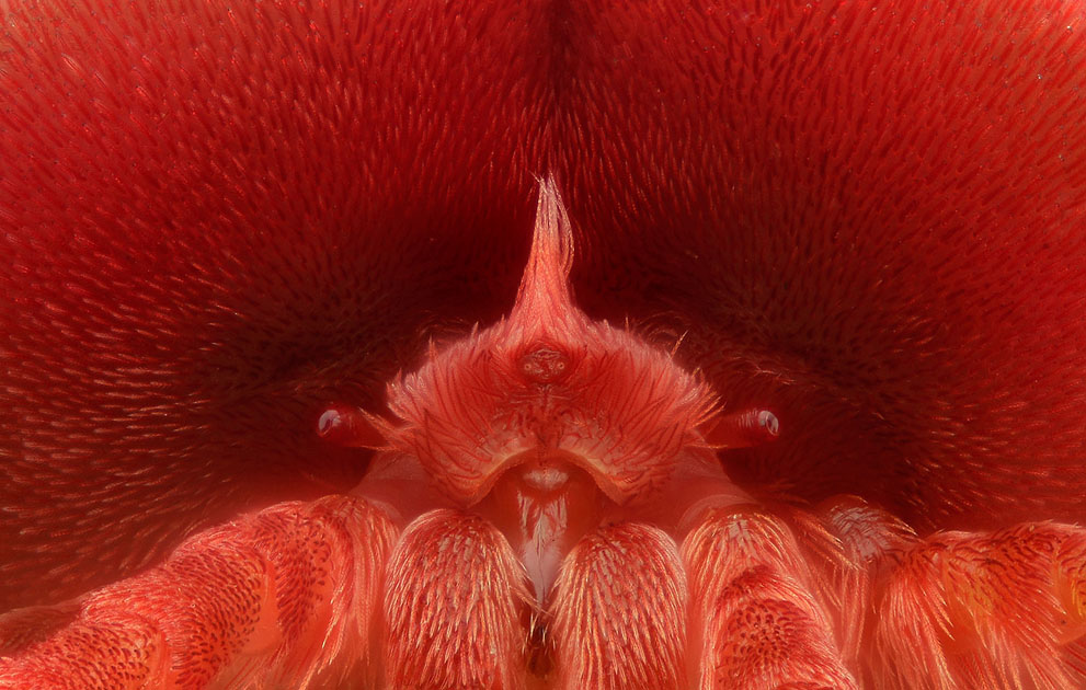 Неизведанный мир: конкурс микрофотографии Nikon Small World 2011 - ФОТОСЕССИЯ