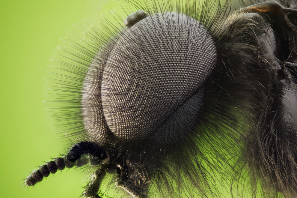 Неизведанный мир: конкурс микрофотографии Nikon Small World 2011 - ФОТОСЕССИЯ
