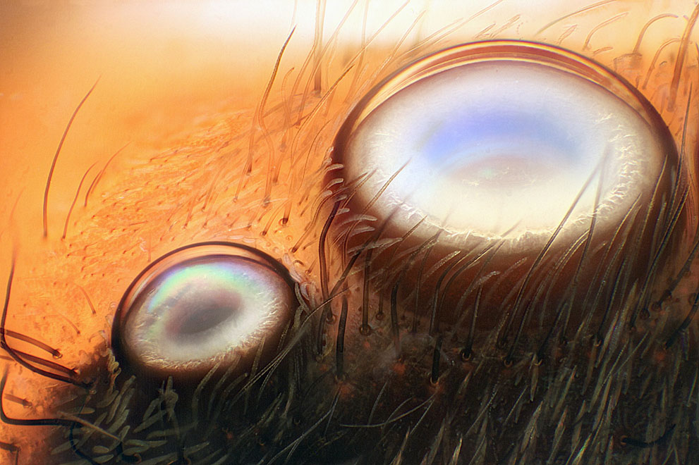 Неизведанный мир: конкурс микрофотографии Nikon Small World 2011 - ФОТОСЕССИЯ