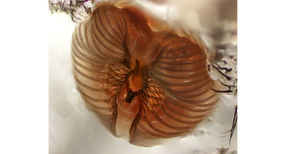 Неизведанный мир: конкурс микрофотографии Nikon Small World 2011 - ФОТОСЕССИЯ