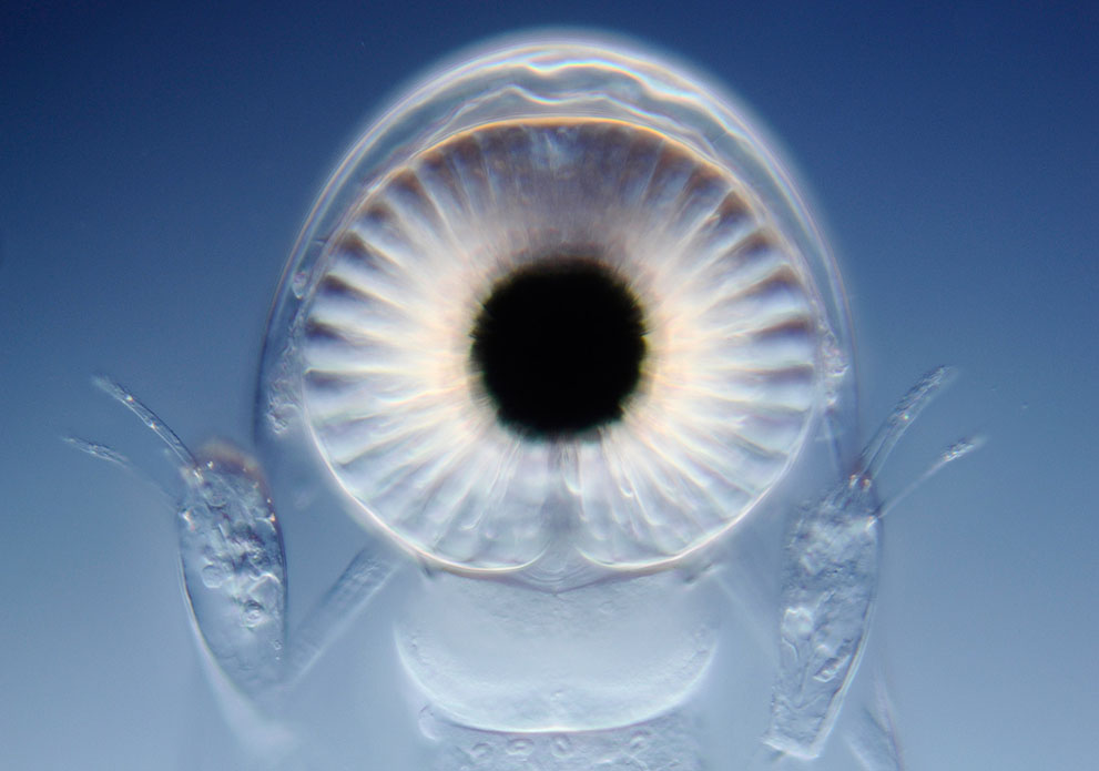 Неизведанный мир: конкурс микрофотографии Nikon Small World 2011 - ФОТОСЕССИЯ