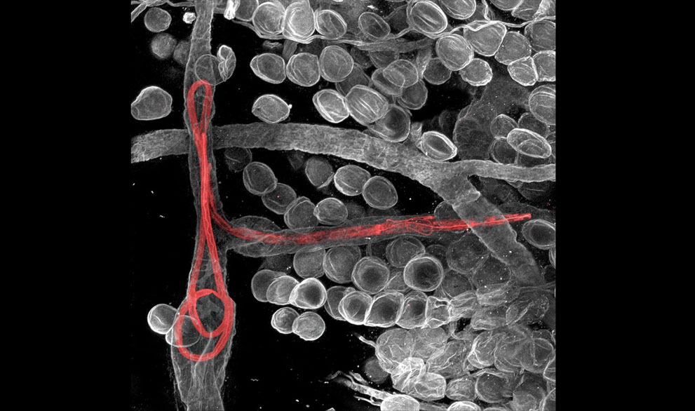 Неизведанный мир: конкурс микрофотографии Nikon Small World 2011 - ФОТОСЕССИЯ