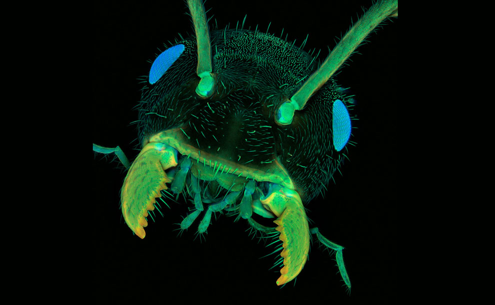 Неизведанный мир: конкурс микрофотографии Nikon Small World 2011 - ФОТОСЕССИЯ