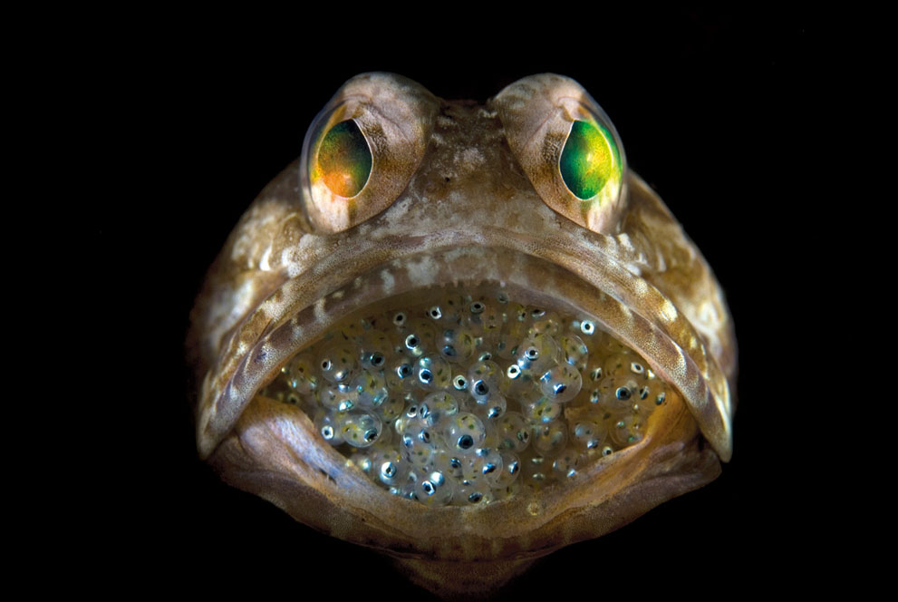 Эти люди знают, чем удивить: фотоконкурс National Geographic 2011 - ФОТОСЕССИЯ