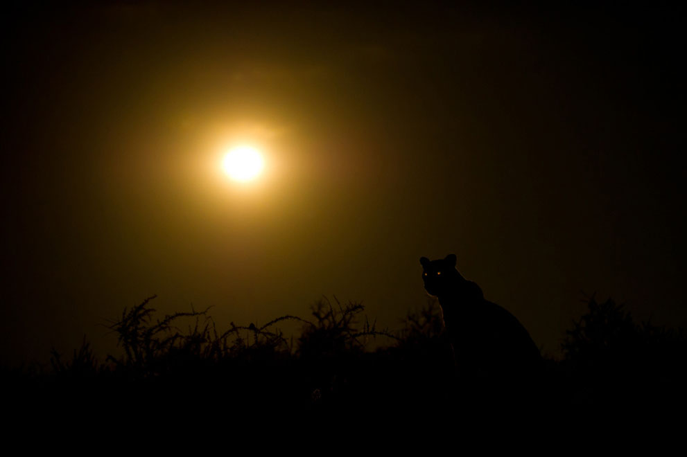Эти люди знают, чем удивить: фотоконкурс National Geographic 2011 - ФОТОСЕССИЯ