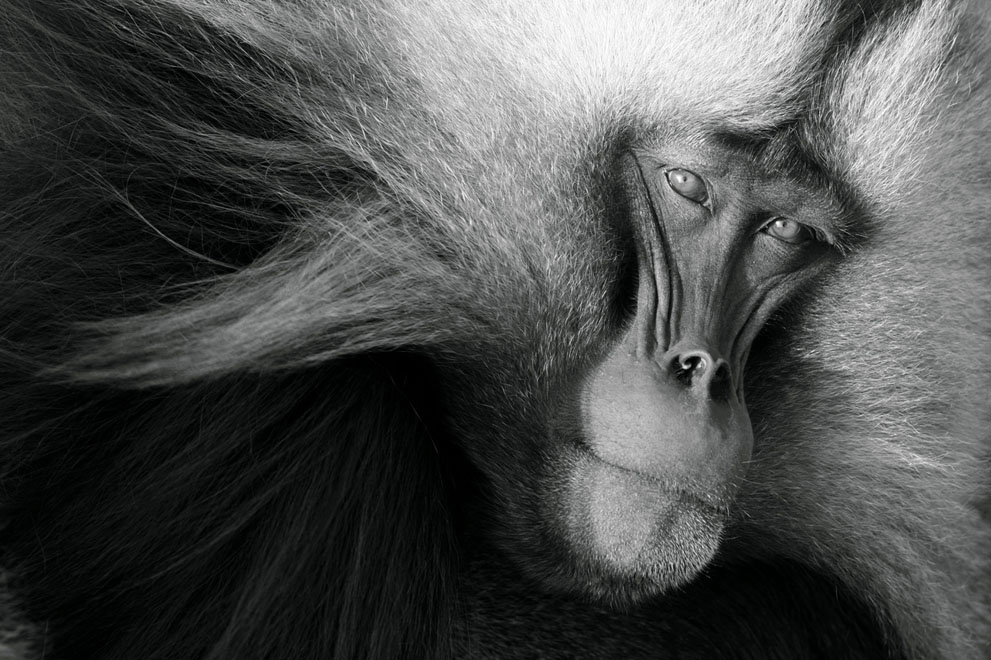 Эти люди знают, чем удивить: фотоконкурс National Geographic 2011 - ФОТОСЕССИЯ