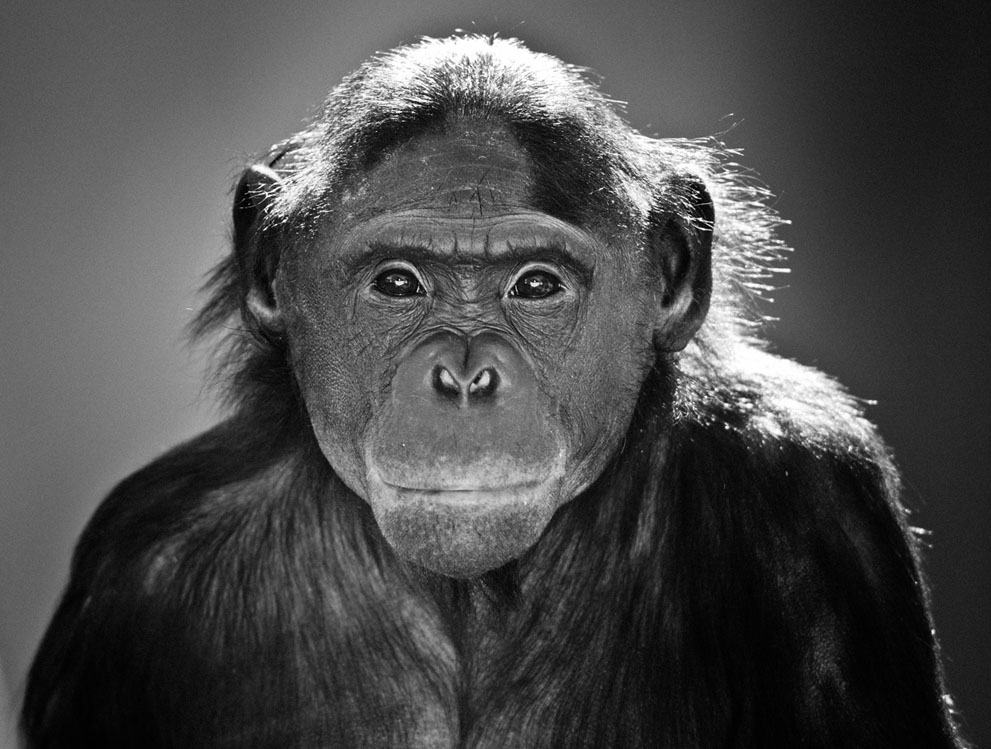 Эти люди знают, чем удивить: фотоконкурс National Geographic 2011 - ФОТОСЕССИЯ