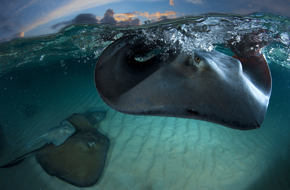 Фотоконкурс National Geographic продолжается - ФОТОСЕССИЯ