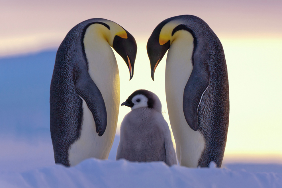 Фотоконкурс National Geographic продолжается - ФОТОСЕССИЯ