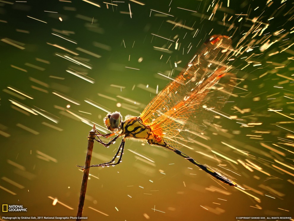 Лучшие фото National Geographic за декабрь 2011 - ФОТОСЕССИЯ