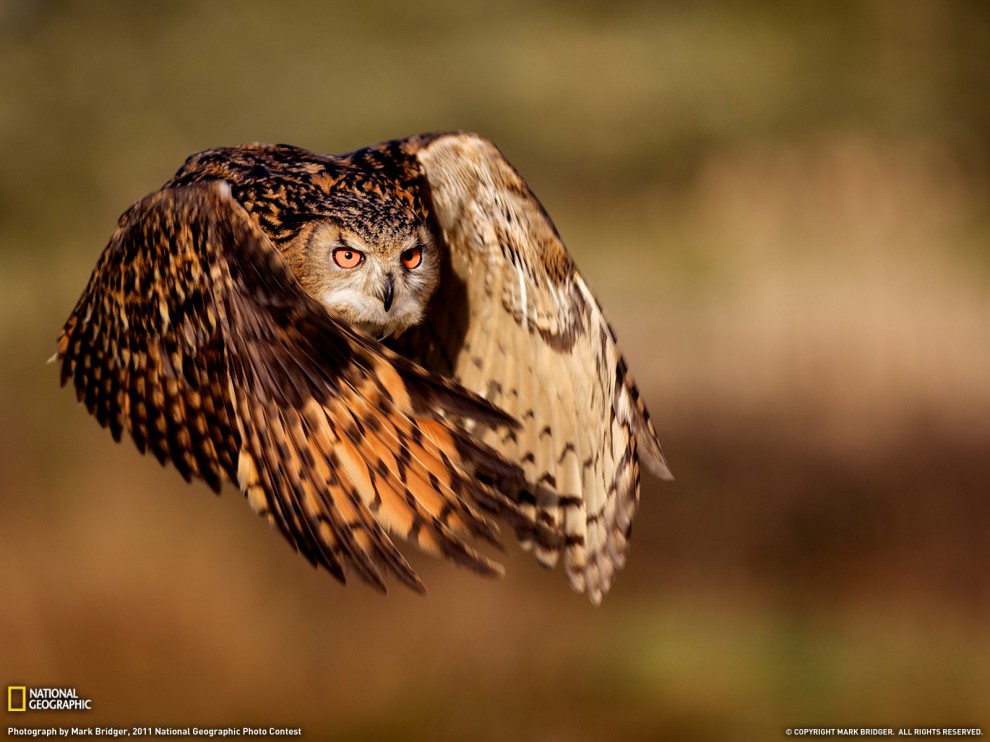 Лучшие фото National Geographic за декабрь 2011 - ФОТОСЕССИЯ
