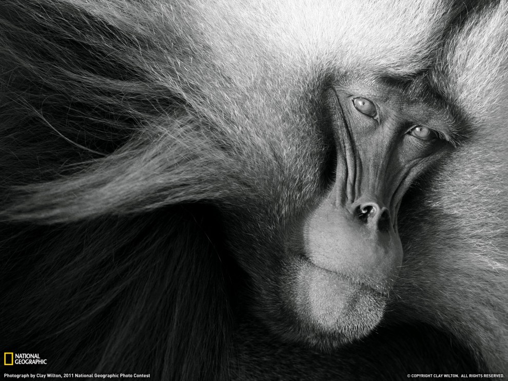Лучшие фото National Geographic за декабрь 2011 - ФОТОСЕССИЯ