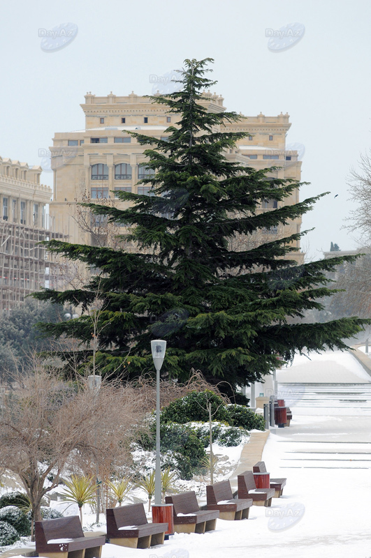 Снежные полотна январского Баку - ФОТОСЕССИЯ