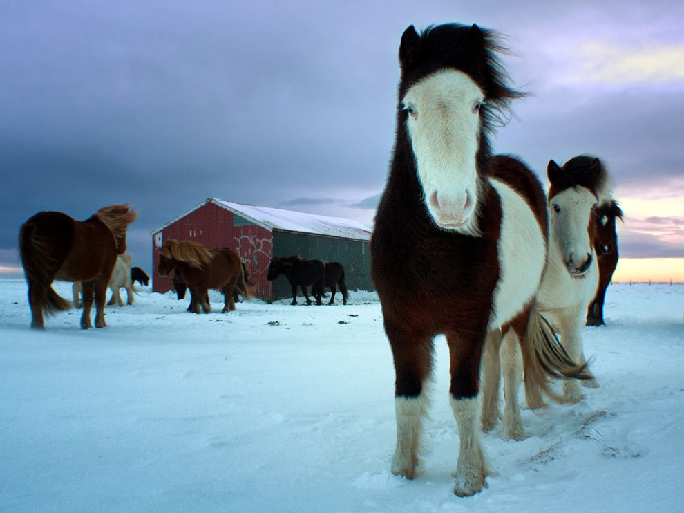 Обои для рабочего стола от National Geographic - ФОТОСЕССИЯ