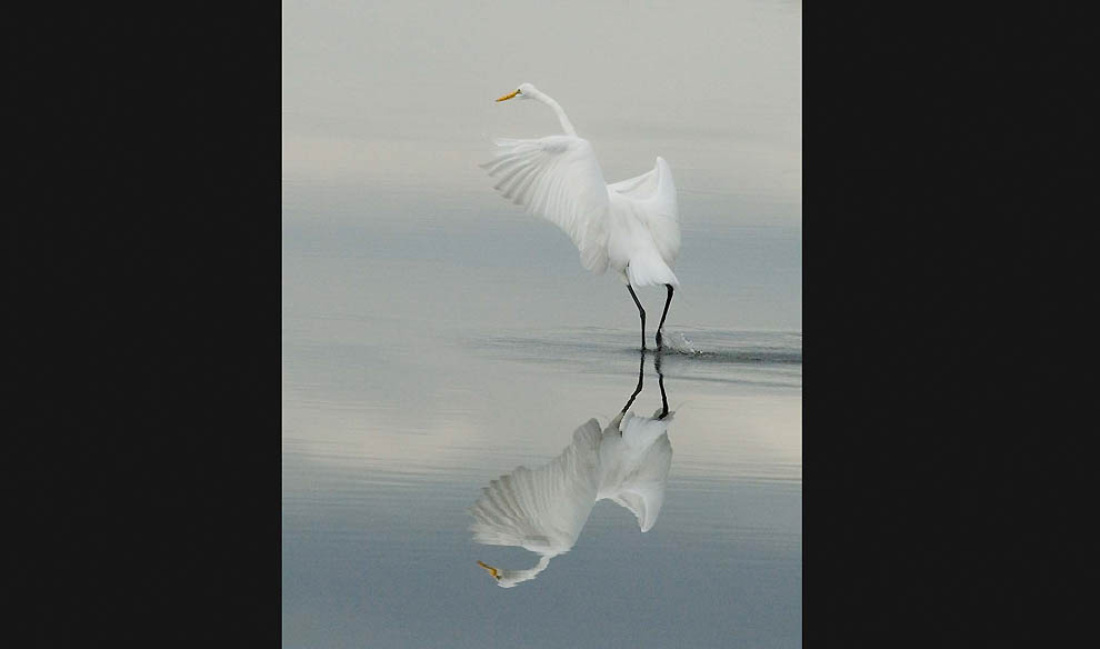 Победители 7-го ежегодного фотоконкурса Focus on Nature - ФОТОСЕССИЯ