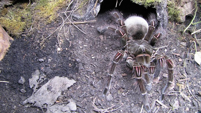 Самый большой паук в мире - ФОТОСЕССИЯ