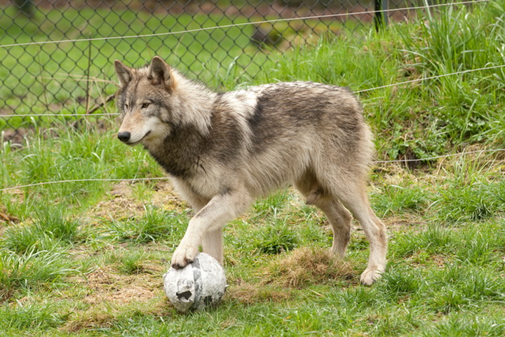 Игрушки для зверушки - ФОТОСЕССИЯ