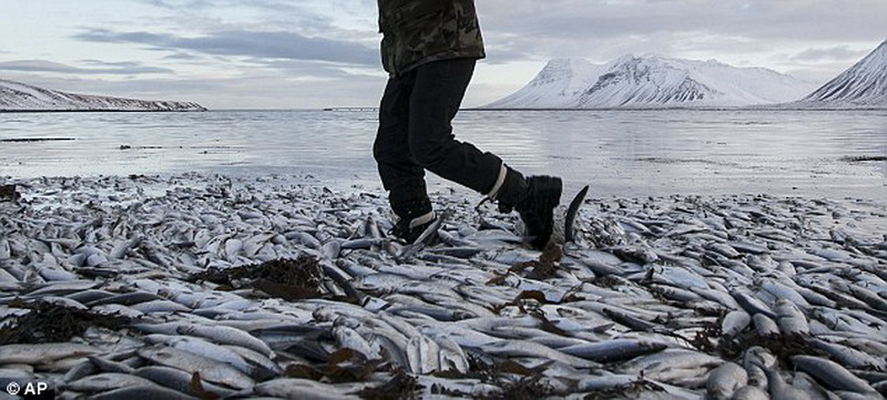 Побережье Исландии покрылось миллионами рыб - ФОТО