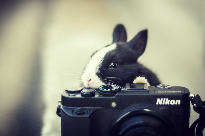Нереально фотогеничные животные и птицы - ФОТОСЕССИЯ