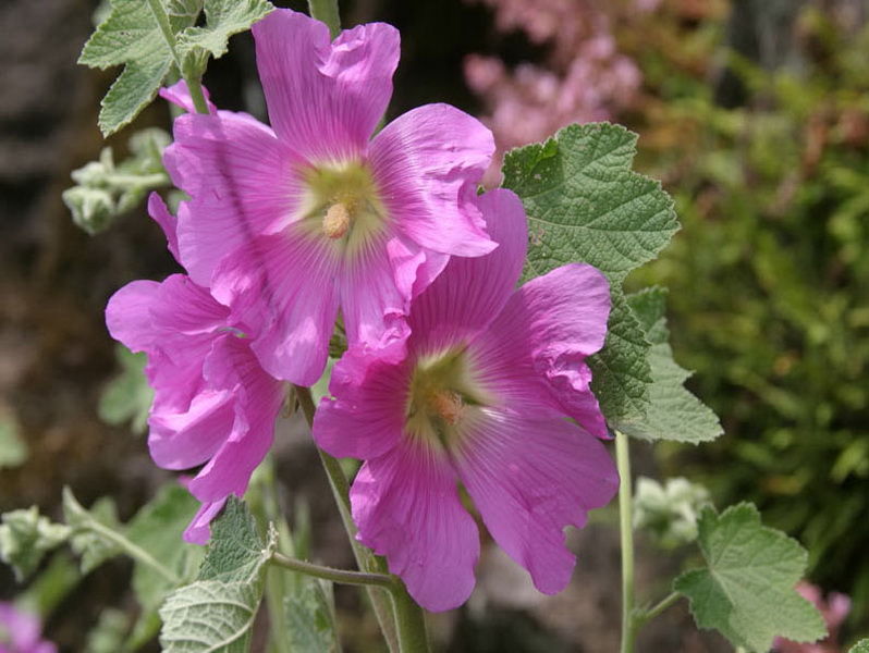 Опасные животные южного региона Азербайджана - ФОТО