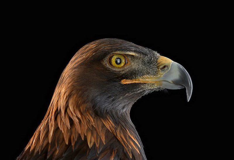 Дикие животные Брэда Уилсона - ФОТОСЕССИЯ