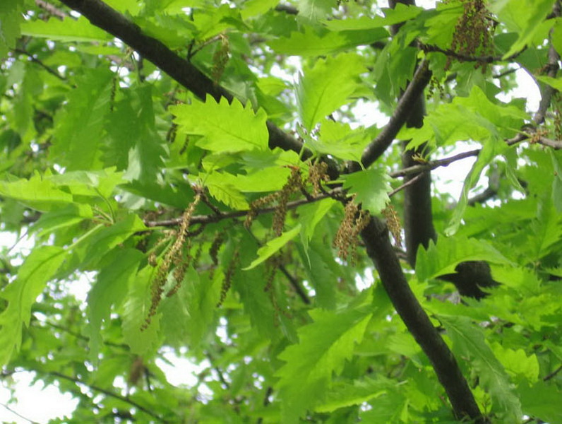 Опасные животные южного региона Азербайджана - ФОТО