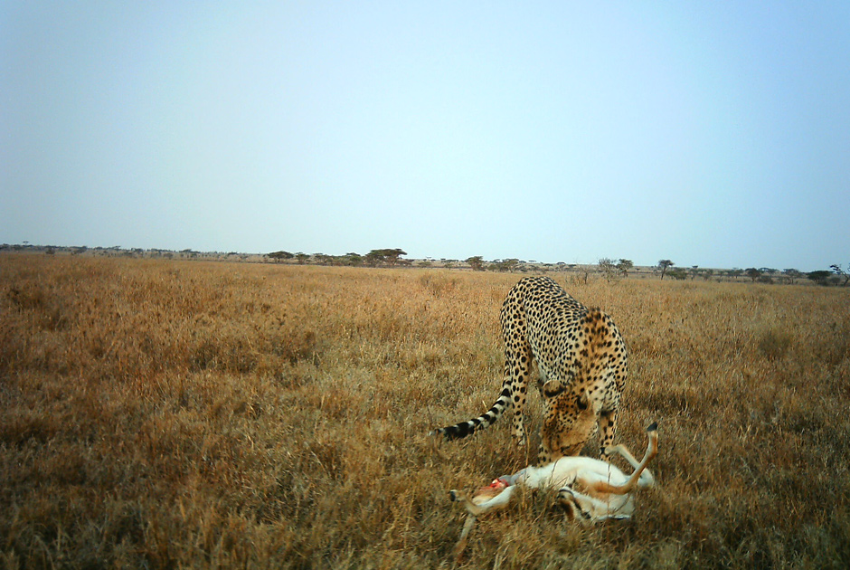 Необычные кадры из жизни зверей, сделанные скрытой камерой - ФОТО