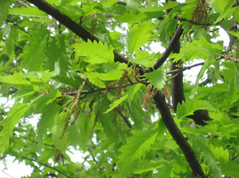 Опасные животные южного региона Азербайджана - ФОТО