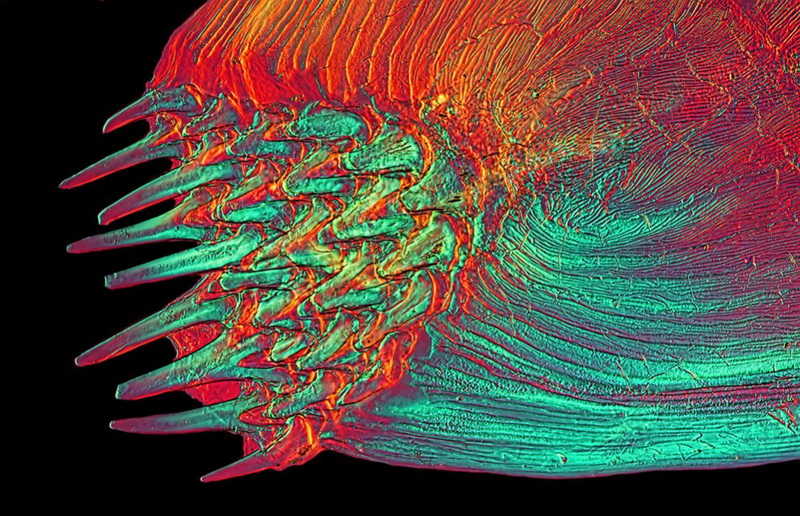 Конкурс микрофотографии Nikon Small World 2014 - ФОТОСЕССИЯ
