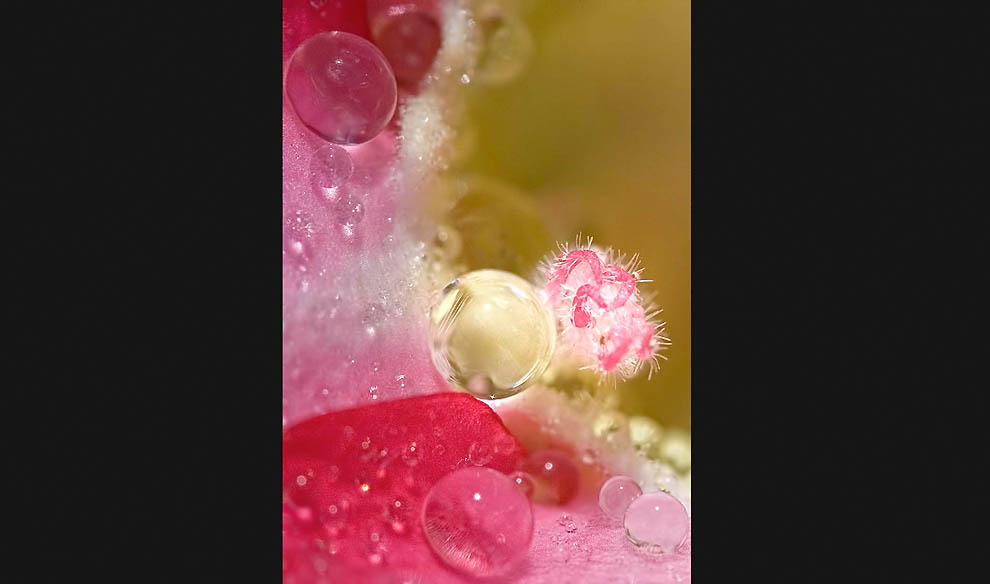 Победители 7-го ежегодного фотоконкурса Focus on Nature - ФОТОСЕССИЯ