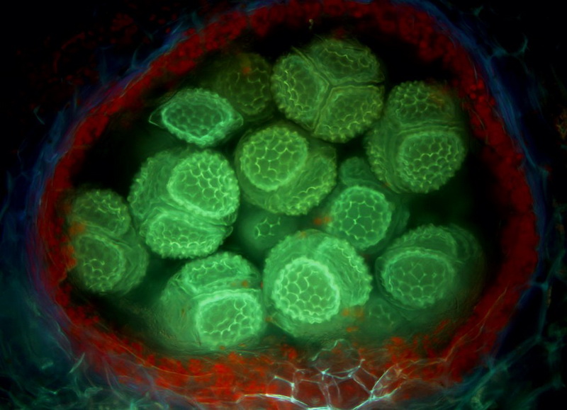 Конкурс микрофотографии Nikon Small World 2014 - ФОТОСЕССИЯ