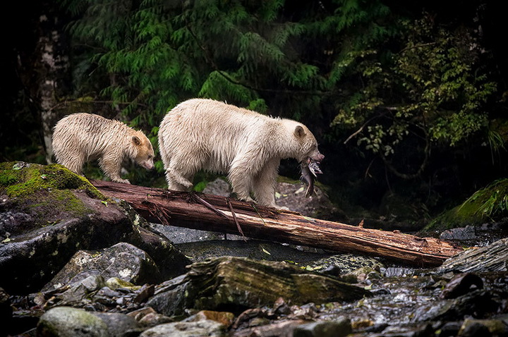18 лучших работ с конкурса Sony World Photography Awards 2015 - ФОТОСЕССИЯ