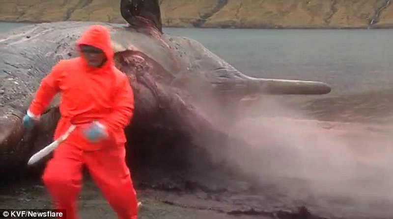 Удивительный случай: мертвый кит "взорвался" - ФОТО - ВИДЕО