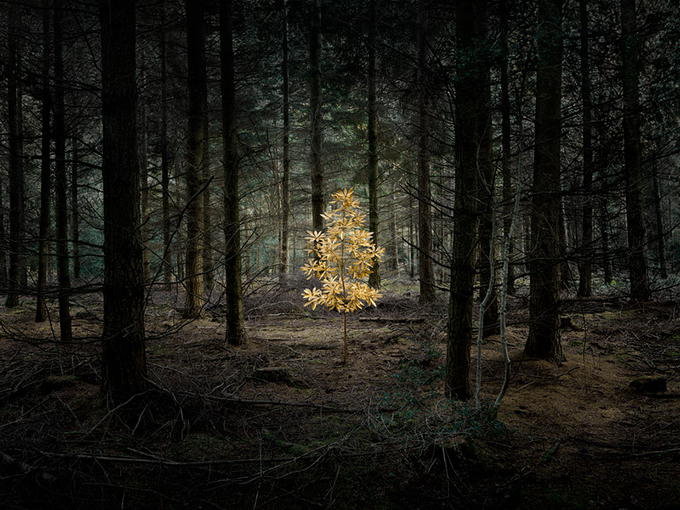 Sirli, müəmmalı meşə - FOTO