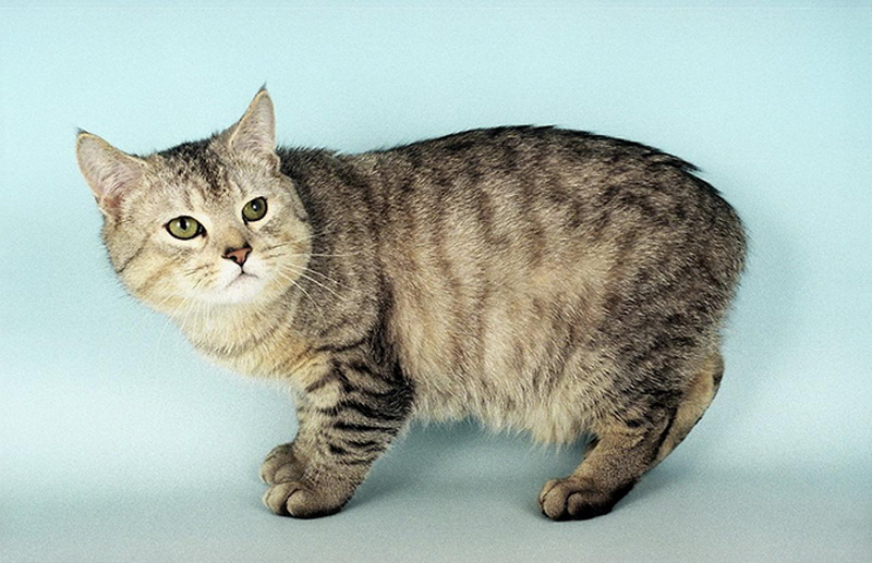 Самые красивые кошки в мире - ФОТОСЕССИЯ