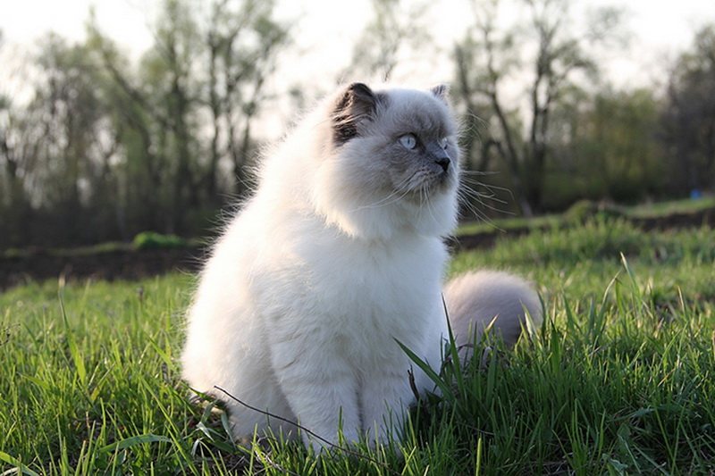 Самые красивые кошки в мире - ФОТОСЕССИЯ