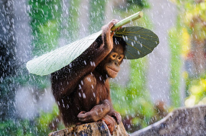 Sony World Photography Awards 2015 — "сливки" фотографий всего года - ФОТОСЕССИЯ